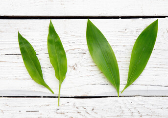 Two very similar spring leaves. On the left is tasty edible Allium ursinum known as wild garlic and on the right is very poisonous Convallaria majalis known as Lily of the valley leaf.