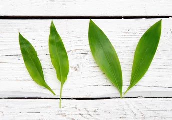 Selbstklebende Fototapeten Two very similar spring leaves. On the left is tasty edible Allium ursinum known as wild garlic and on the right is very poisonous Convallaria majalis known as Lily of the valley leaf. © FotoHelin