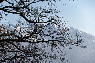 Silhouette of tree branches and snowy mountains in the background, Alps, Bavaria, Germany, Europe
