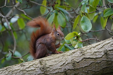 Naklejka na ściany i meble Red squirrel or Eurasian red squirrel asks for food (Sciurus vulgaris) Sciuridae family. Hanover – Berggarten, Germany 