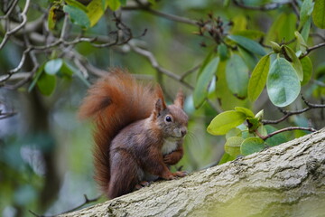 Obraz premium Red squirrel or Eurasian red squirrel asks for food (Sciurus vulgaris) Sciuridae family. Hanover – Berggarten, Germany 