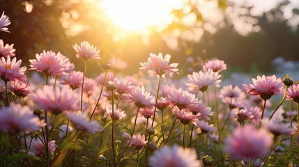 contrast light pink flowers sun