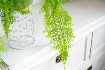 Fluffy fern in a white loft-style interior. Nephrolepis Marisa is a varietal ornamental fern