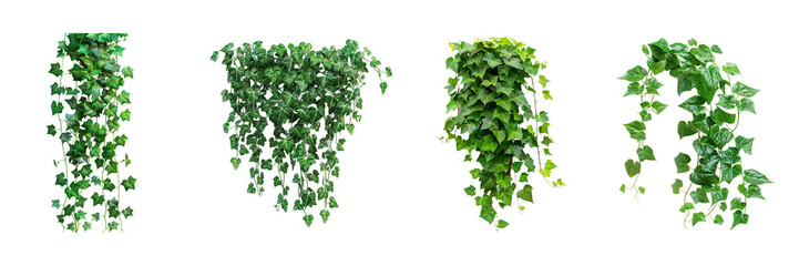Set of Green creeper on transparent background, png