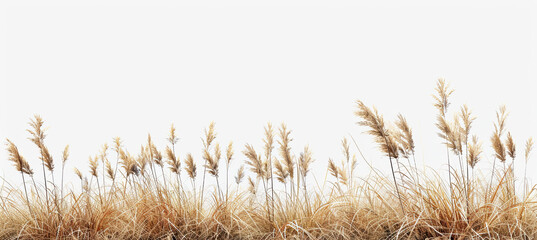 Savanna grass field row on white background