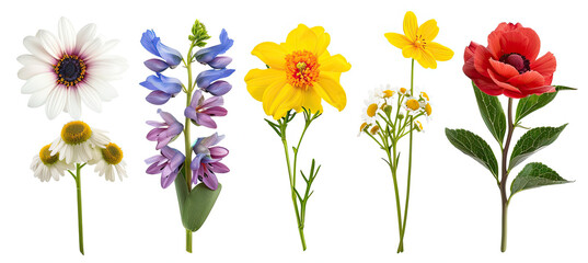 Set of Flower bouquets colorful spring flowers isolated on white background