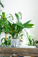 Aspidistra on the table for transplanting and caring for domestic plants in the interior of a green...