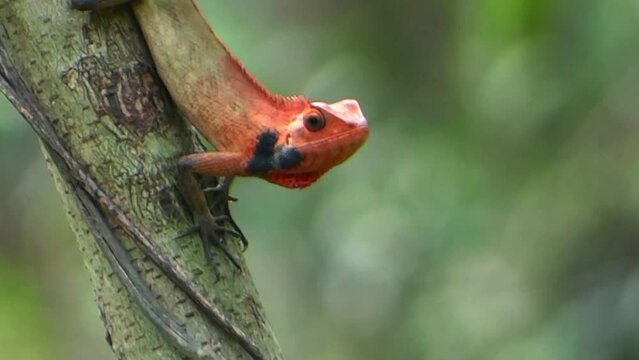 Red Headed lizard on tree. Wildlife stock footage. 
Amazing Nature videography.  