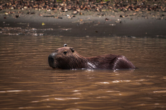 Capibara descansando en el agua