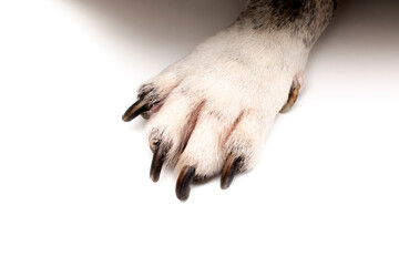 dog paw close up on white background