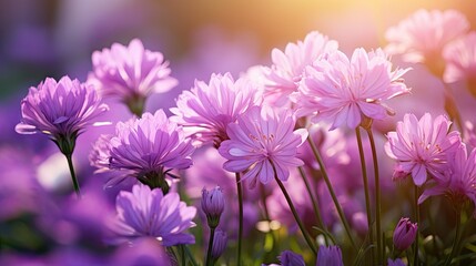 Fototapeta premium delicate light purple flowers