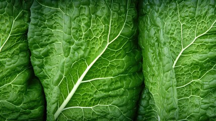 veins green cabbage vegetable