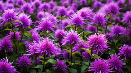 Obraz premium landscape purple monarda