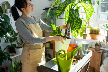 Repotting and caring home plant dieffenbachia Cheetah into new pot in home interior. Woman breeds...
