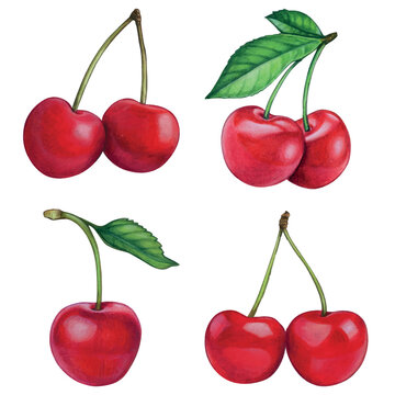 watercolor hand drawn realistic cherries