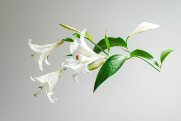  Elegant White Lilies on a Grey Background