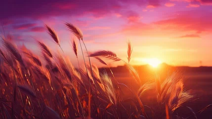 Foto op Plexiglas field autumn sun © vectorwin