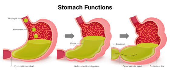 Function of the stomach. Human stomach digestion. Stomach peristalsis Movement of Food Through the Small Intestine. Internal organ.