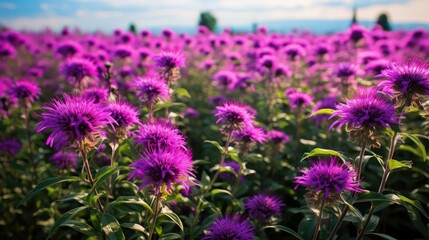 Obraz premium field purple monarda