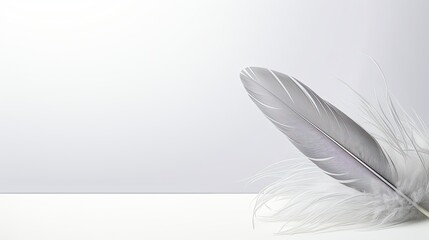 feather light gray solid background
