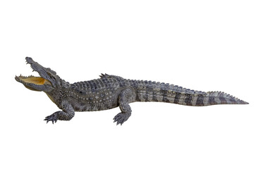 Close up crocodile is action show mouth on white background have path