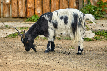  young goat with variegated horns.
