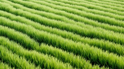 staple uncooked rice white