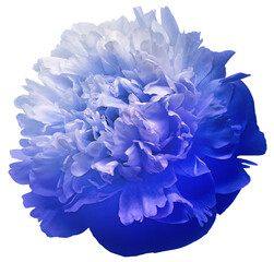 Blue   peony flower  on    isolated background with clipping path.   Closeup.   For design.  Nature.