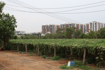 Construction activities destroys the food bowl in the villages near Hyderabad of Telangana in India. Photo: April 12, 2024