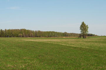 Large green meadow against the backdrop of a birch forest