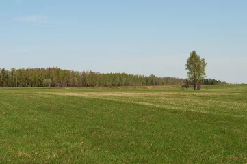 Foto op Plexiglas Large green meadow against the backdrop of a birch forest © Vic