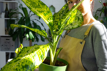 Repotting and caring home plant dieffenbachia Banana into new pot in home interior. Woman breeds and grows plants as a hobby, holds Varietal diffenbachia with large spotted leaves, large size