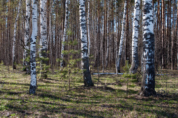 Old birch trunks in spring forest