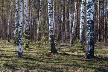 Fotobehang Old birch trunks in spring forest © Vic