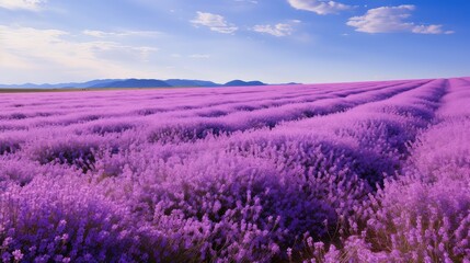 violet purple ribbons