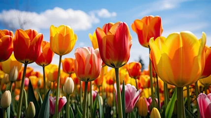 Fotobehang tulips nature flower farm © vectorwin