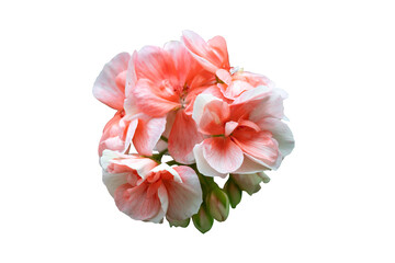 Pink flower isolated