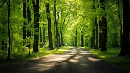 Papier Peint photo Lavable Route en forêt pathway green background light green