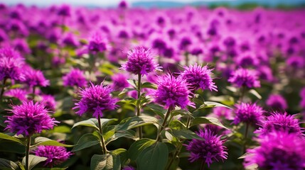 Naklejka premium flowers purple monarda