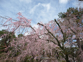pink cherry blossom