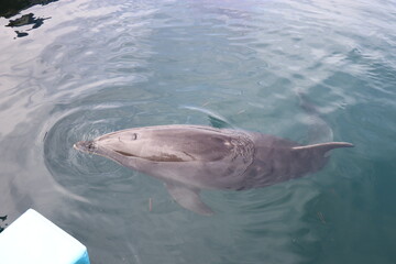 Naklejka premium 熊本 天草 水族館 海中水族館シードーナツ