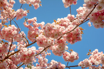 Cerisiers du Japon en fleur au lac de la Balme de Sillingy