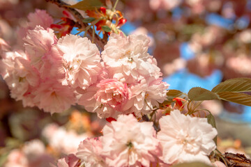Cerisiers du Japon en fleur au lac de la Balme de Sillingy