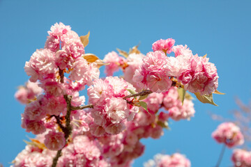 Cerisiers du Japon en fleur au lac de la Balme de Sillingy
