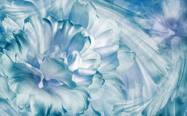 Blue flowers  tulips.   Floral spring background. Close-up. Nature.