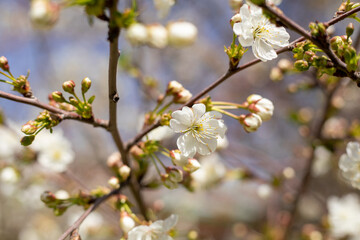 A tree with white flowers is in full bloom. The branches are full of blossoms, and the leaves are green