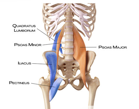 Hip and lower back of the deep front line - pectineus, psoas minor, psoas major, quadratus lumborum, iliacus