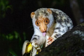Spotted couscous eating a banana in the evening
