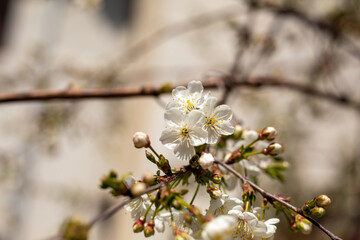 A tree with white flowers is in the foreground. The flowers are small and white, and they are on a branch. The branch is thin and has a few leaves