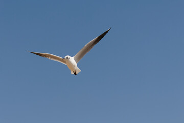 seagull in flight